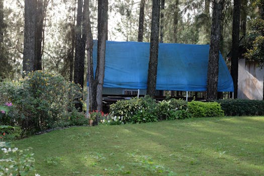 Peaceful forest scene featuring a blue tarp shelter among tall trees and lush greenery.